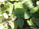 Fotografii-0043