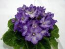 Sky_and_Snow_2005avsa