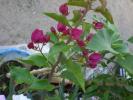 bouganvilleae
