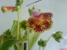 kohleria 2