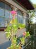 KALANCHOE