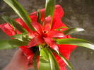 guzmania