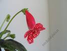 Kohleria Birgitta 1