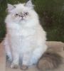 persian03