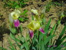 Irisi galben cu mov