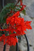 Begonia pendula