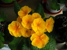 primula