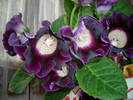 Gloxinii mov