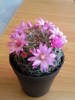 Mammillaria zeilmanniana