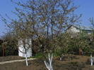 2009_04120075