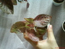 Episcia Jim's Pink Heaven