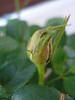 Miniature Rose (2009, May 31)