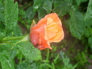 DSCI0111