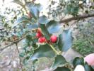 Holly Tree