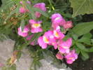 Picture 029