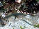 pipefish_05SM[1]