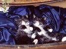 Pisica Domestica Cats Wallpapers Poze Pisici Pisicute Alba Neagra
