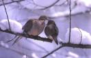 MourningDove52