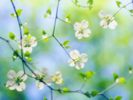 White Dogwood Blossoms, Maryland