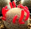 mammillaria_magallanii_cu_fructe