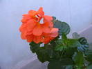 crossandra portocalie