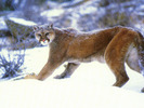 Mountain Lion 2