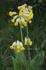 Primula officinalis-"Ciubotica cucului