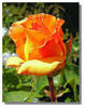 altele (76)