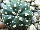 Astro.asterias superkabuto