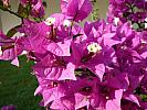 Bougainvillea roz