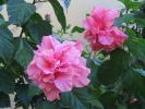 Hibiscus roz involt3