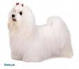 Bichon Maltez