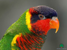 Wallpapers - Parrots - 09