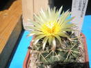 Coryphantha andreae 2 - 03.08