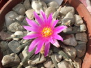 DSCF0732