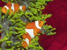 Pair of Clownfish, Solomon Islands