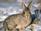 Imagini cu Animale_ Imagini cu Iepuri_ Imagini Animale Iepurasi