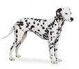 dalmation