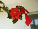 DSCF1165