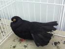negru buc 5