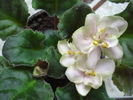 Neartland's Lime Sherbet