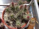 Echinocereus enneacanthus