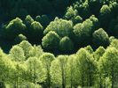 Beech Trees, Campolongo Valley, Pollino National Park, Calabria, Italy