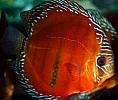 Symphysodon%20Discus%201