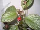 episcia Outoasis 3