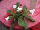 Picture 033