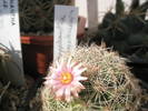 Coryphantha chichuahuensis - 10.06