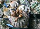 Notocactus tabularis