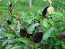 Black Chili Pepper (2009, Oct.04)