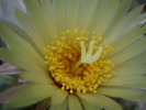 Coryphanta andreae